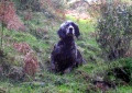 Setter Anglais IRA DE PIEDRALLADA Setter Anglais IRA DE PIEDRALLADA